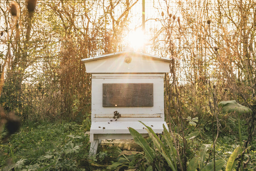 19 Bentley bees and bats