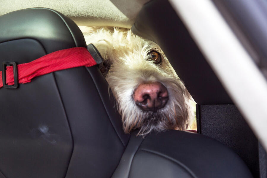 5 Tesla dog 2018 4569