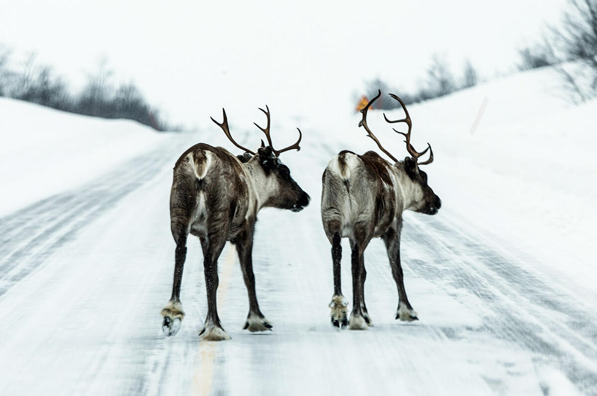 Cx 3 icedrive 2016 210