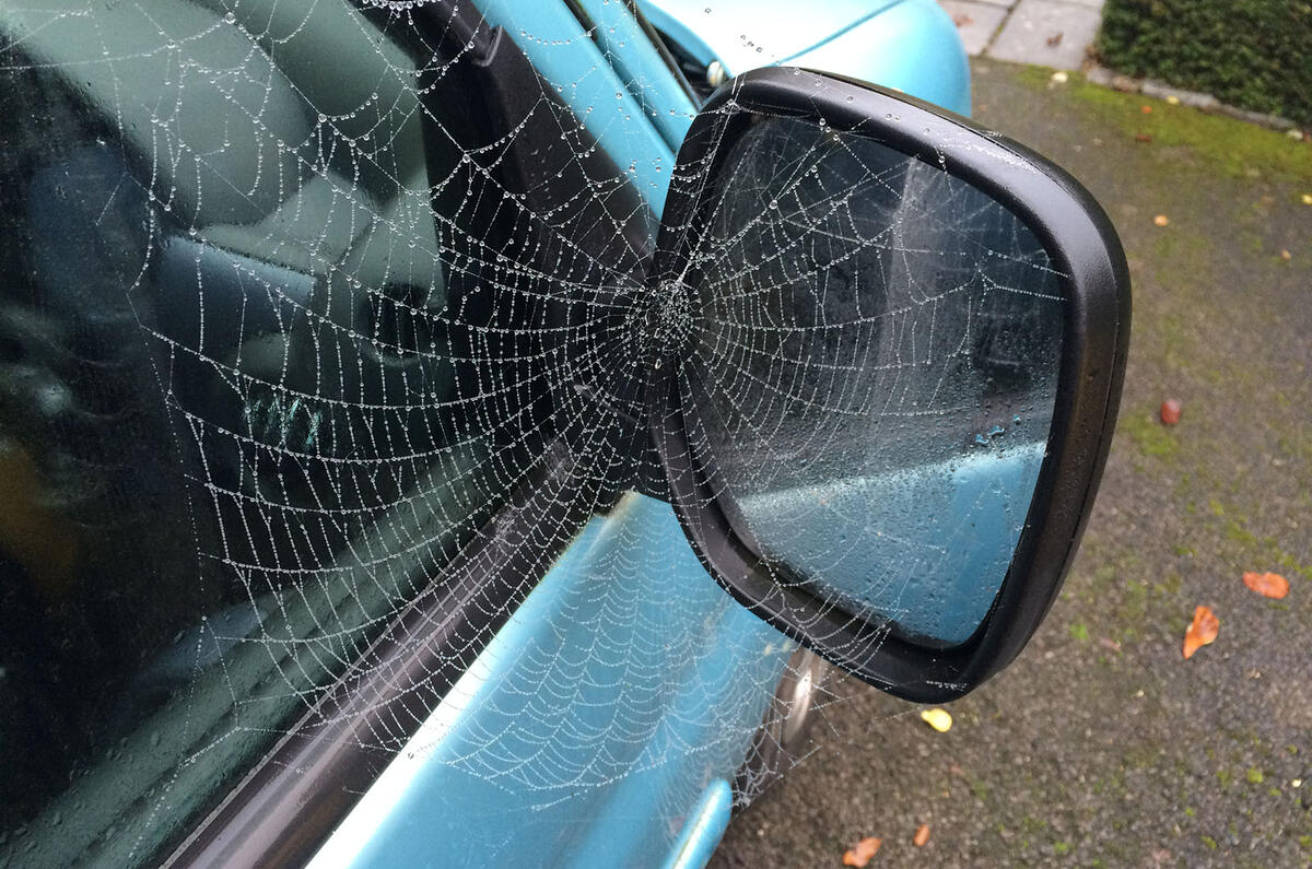 Sc cobweb